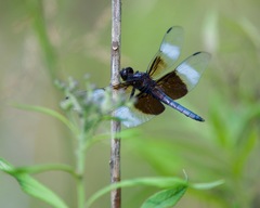 Libellula luctuosa