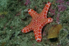 Pentagonaster duebeni