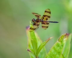 Celithemis eponina