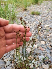 Juncus alpinoarticulatus