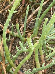 Salicornia perennis