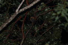 Pteropus poliocephalus