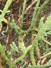 Salicornia perennis