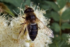 Eristalis pertinax