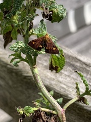 Pyrausta aurata