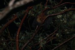 Pteropus poliocephalus