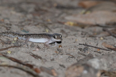 Diplodactylus vittatus