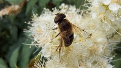 Eristalis pertinax