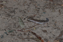 Diplodactylus vittatus