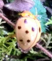 Cucujiformia