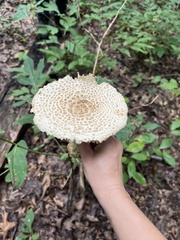 Amanita cokeri