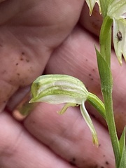 Pterostylis jonesii