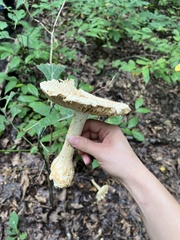 Amanita cokeri