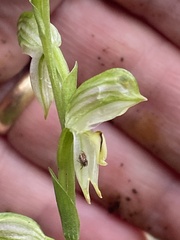 Pterostylis jonesii