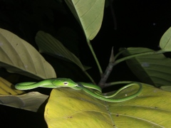 Ahaetulla prasina