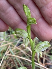 Pterostylis jonesii