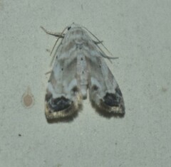 Niphopyralis