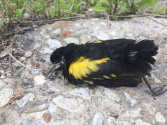 Icterus pyrrhopterus
