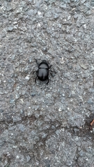 Anoplotrupes stercorosus