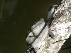 Mauremys reevesii