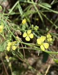 Plantae