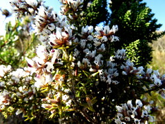 Amphithalea speciosa