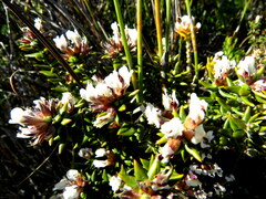 Amphithalea speciosa