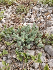 Petrosedum
