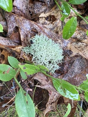 Cladonia subtenuis