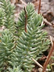 Petrosedum