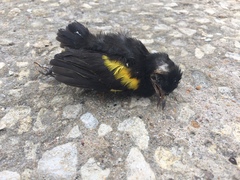 Icterus pyrrhopterus