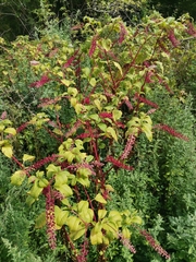 Phytolacca americana