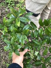Maclura cochinchinensis