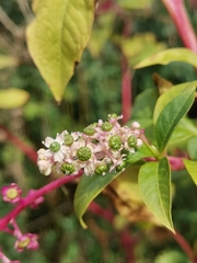 Phytolacca americana