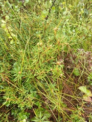 Rhododendron tomentosum
