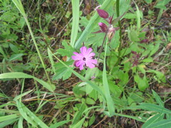 Silene dioica