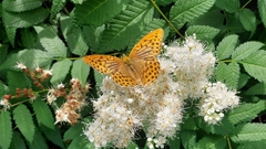 Argynnis paphia