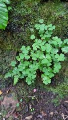 Oxalis acetosella