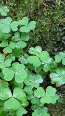 Oxalis acetosella