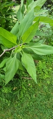Helianthus tuberosus