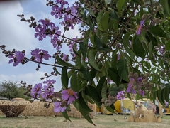 Lagerstroemia speciosa
