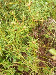 Rhododendron tomentosum