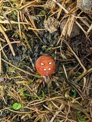 Araneus quadratus