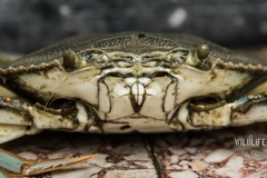 Callinectes sapidus