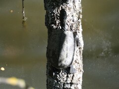 Mauremys reevesii