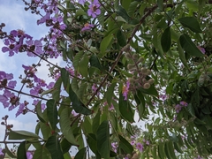Lagerstroemia speciosa
