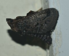 Phocoderma