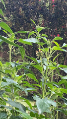 Leonotis nepetifolia