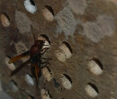 Rhynchium
