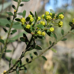Acacia acinacea